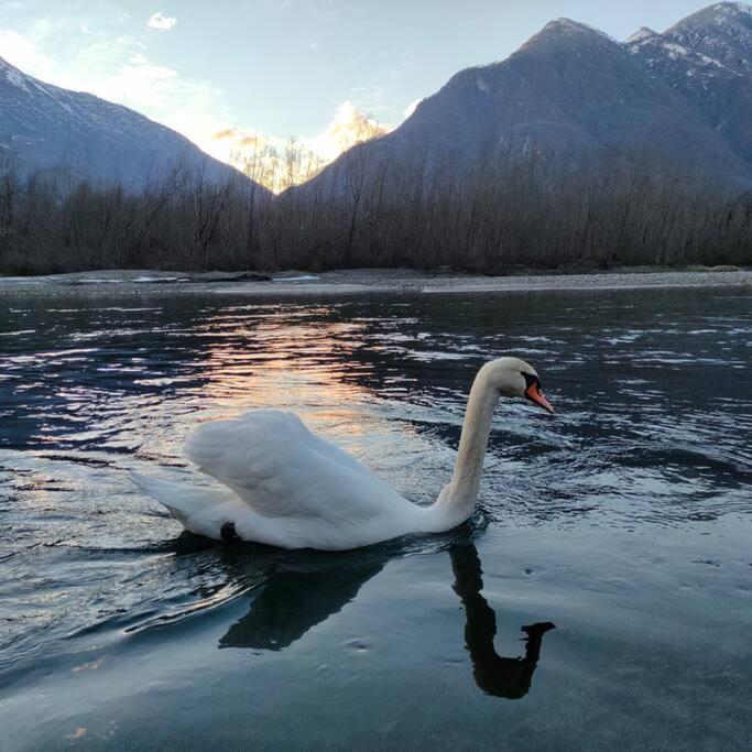 Il Nido Dei Cigni Lägenhet Vogogna Exteriör bild